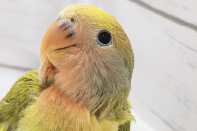 鮮やかパッション～🐯🍒　コザクラインコ(タイガーチェリー)