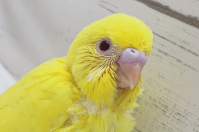 黄色の元気っ子～🌟　セキセイインコ(ルチノー)