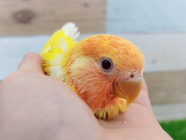 太陽カラー☀コザクラインコ(ルチノーオパーリン)のヒナ入荷しました❤
