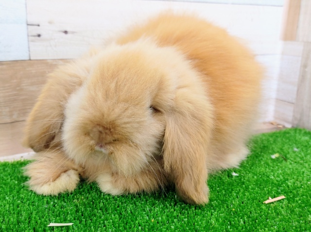 画像追加！ぬいぐるみ？？❤アメリカンファジーロップさん入荷しました❤