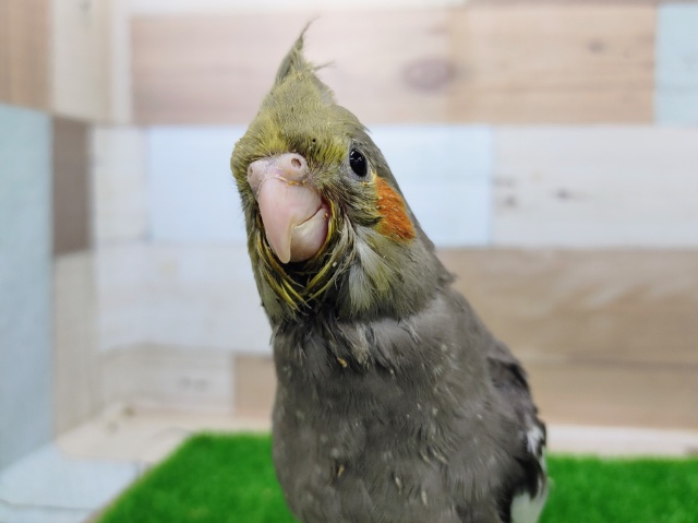 好奇心爆発中❤オカメインコ(ノーマル)のヒナ入荷しました❤