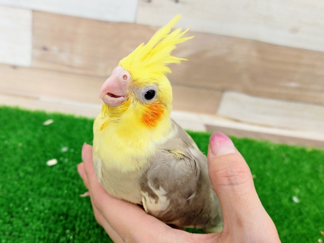 優しい色のオカメインコ(シナモンパイド)のヒナ入荷しました❤