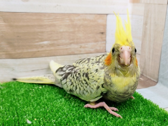 ビックベイビー❤オカメインコ(パールパイド)のヒナ入荷しました❤