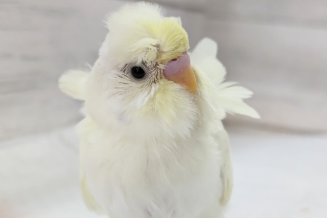 まきまきクリーム～🍥　羽衣セキセイインコ(クリーム)