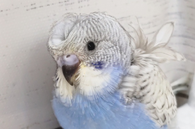 かわいい梵天頭～🌀　羽衣セキセイインコ(ブルースパングル)