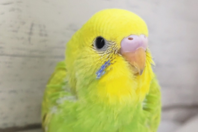 鮮やかフレッシュカラー🍀　セキセイインコ(グリーンスパングル)