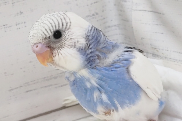 白いお顔とキレイなブルー🌤️　セキセイインコ(ブルーパイド)