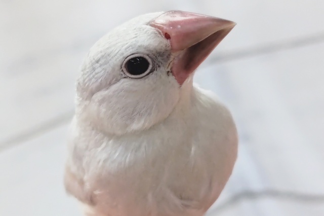 ちょこんと乗ってくれます～🎵　シルバー文鳥