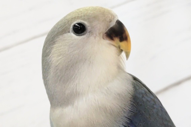 最新画像あり！　小桜インコブルーチェリー入荷。ちょっと濃いめの。