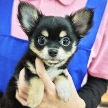 最新画像！ロングコートチワワ(ブラックタン&ホワイト)男の子♫見つめられてキュン❤