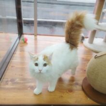 最新画像！サイベリアン(レッドタビー&ホワイト)男の子♪やんちゃな甘えんぼ〜