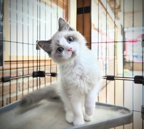 最新画像！ラグドール(ブルーポイントバイカラー)男の子♫グイグイ迫りくるよ！