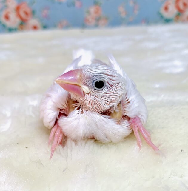 白文鳥 🤍☁️🫧 4/29