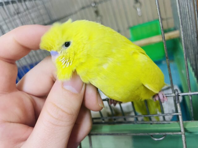 1人餌！ケージで生活中！！👈最新画像になりますよ‼️黒目のジャンボさん⭐️⭐️⭐️ ジャンボセキセイインコ　レースウィング