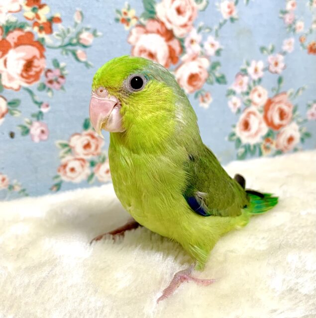 マメルリハ ノーマル 男の子 🍏🌿‬.｡+ﾟ 4/22