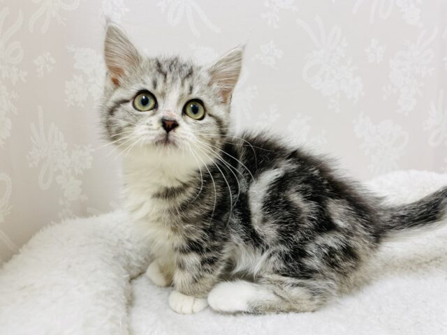 ねぇねぇ、もっともっとぉ〜♥甘ったれなマンチカンちゃん！