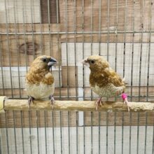 可愛らしい仲良しペア！ヨーロッパ十姉妹のペア！