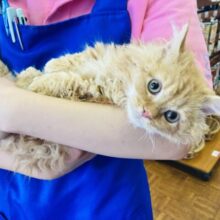 激推し❤︎最高にかわいいラムキンくん(レッドタビー)男のコ♂