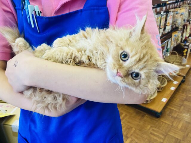 激推し❤︎最高にかわいいラムキンくん(レッドタビー)男のコ♂