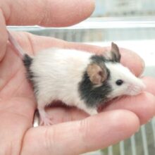 ちっこいパンダさん♬　パンダマウスきましたーー