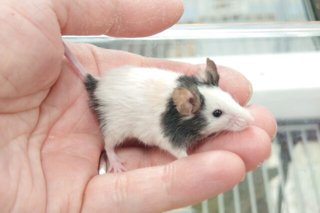 ちっこいパンダさん♬　パンダマウスきましたーー