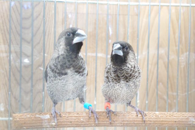 むっちり体系のｽﾃｷなペア☆　ヨーロッパ十姉妹～～