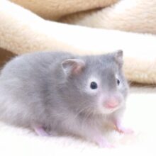 ふわっと～そ～っと隠れます。。セーブルハムスター～～