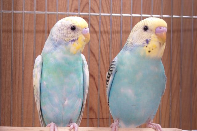 ひょっこり旦那さんと　キリッ☆☆☆と奥さま～～　セキセイインコ　ペア♬