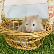 明るめグレーのセーブルハムスター女の子♡