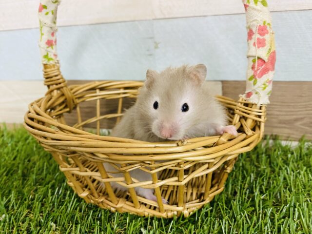 明るめグレーのセーブルハムスター女の子♡