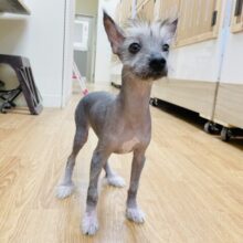 この世界の何よりも明るいよ〜✨ミックス犬くん(チャイニーズクレステッドドッグ×ポメラニアン)