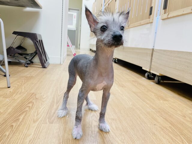この世界の何よりも明るいよ〜✨ミックス犬くん(チャイニーズクレステッドドッグ×ポメラニアン)