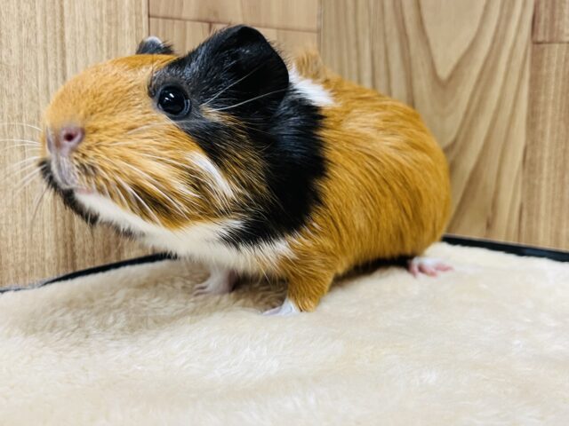 定番カラー☆だけど個性的✨イングリッシュモルモット(女の子)