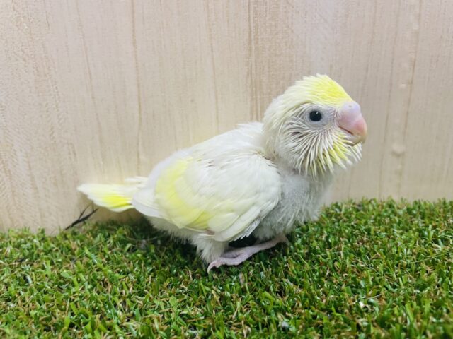 きらきらグラデーション✨優しい色合い！　セキセイインコ　クリーム