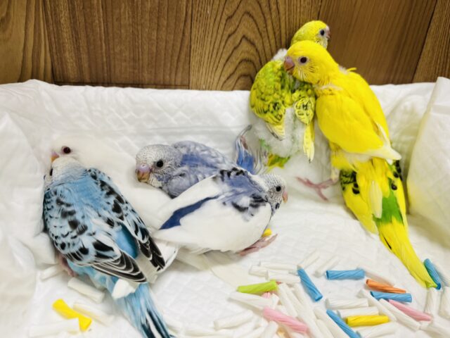 ☆元気もりもり〜☆セキセイインコ ヒナ