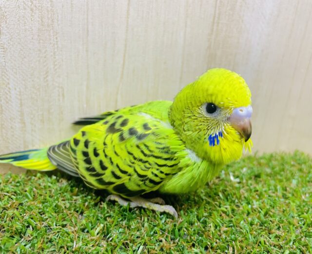 綾も錦もすべては君ありてこそ！なの！！　セキセイインコ　オパーリン