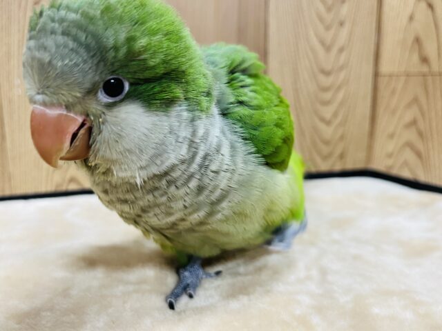【最新動画更新🪄】いっぱい食べる君が好き♫オキナインコ(グリーン)ヒナ