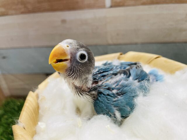 まん丸な目がキュートすぎます！！ボタンインコのブルー！