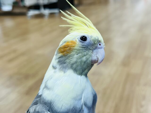 【動画更新🪄】メロメロ注意です♡なでなで大好き！！オカメインコ(パイド)