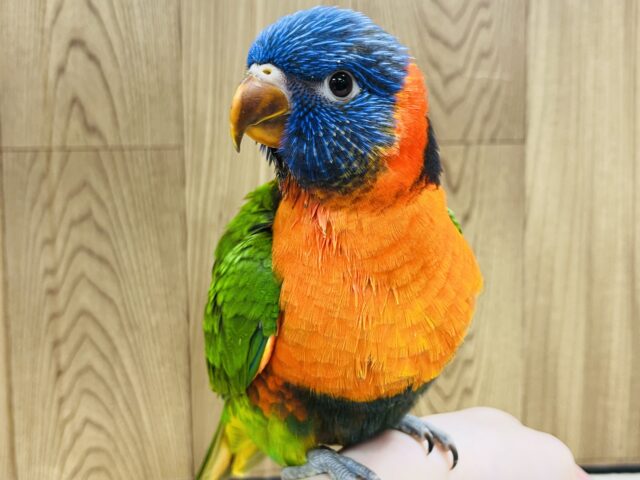 【最新画像・動画更新🪄ダイナミックな水浴び🫧】かっこよくも～　　可愛らしさ爆発☆彡　ゴシキセイガイインコ～～