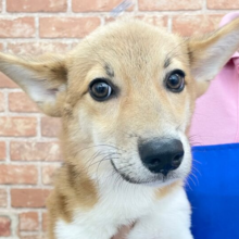 遊ぶの大好き☆　ウェルシュコーギーの男のコ 2023.4/14撮影