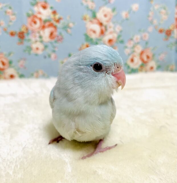 マメルリハ アメリカンホワイト 女の子 💍･.｡* 4/22