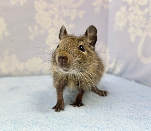 癒し🧡デグー(ノーマル) 2023年3月生まれ