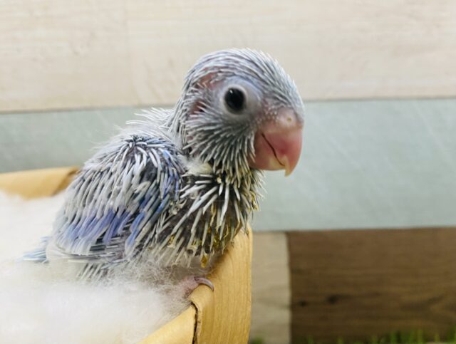 小さな怪獣到来？！マメルリハインコアメリカンホワイト男の子！！