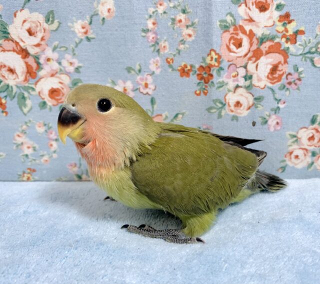 コザクラインコ オリーブ 🫒🌿･.｡* 4/8