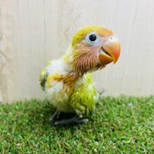 きょろっと覗いちゃうよ〜🤍🫶　ヤマブキボタンインコ