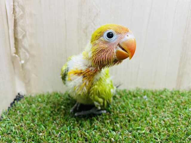 きょろっと覗いちゃうよ〜🤍🫶　ヤマブキボタンインコ