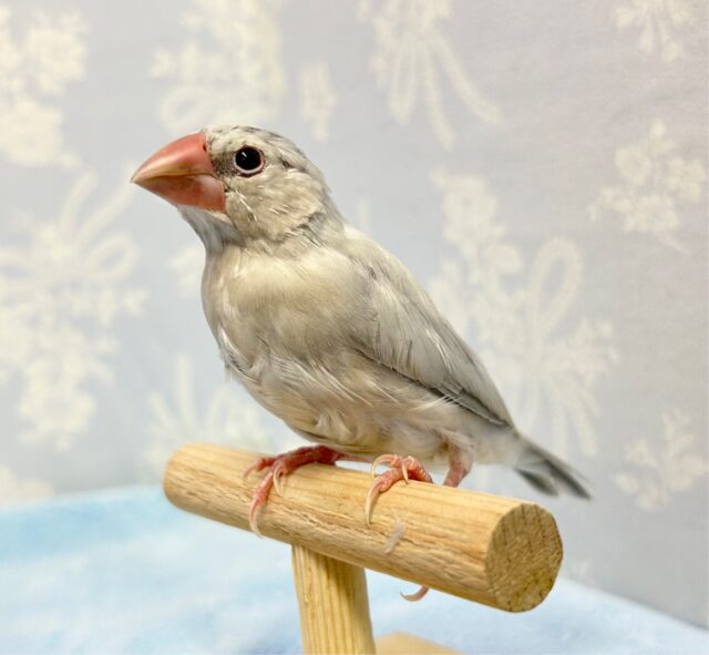 ちょこん‎🤍シルバー文鳥 2023年 3月生まれ