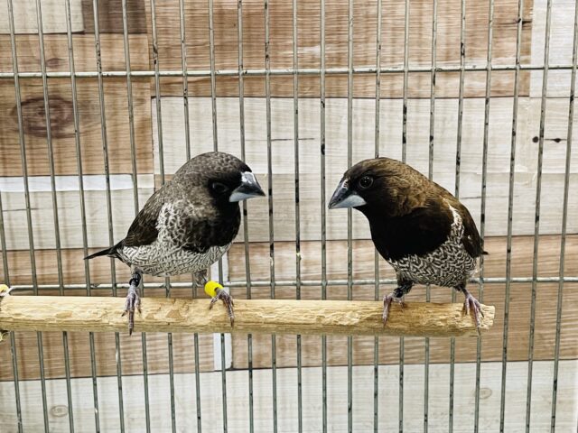 黒くてカッコいいペアです！ヨーロッパ十姉妹！！