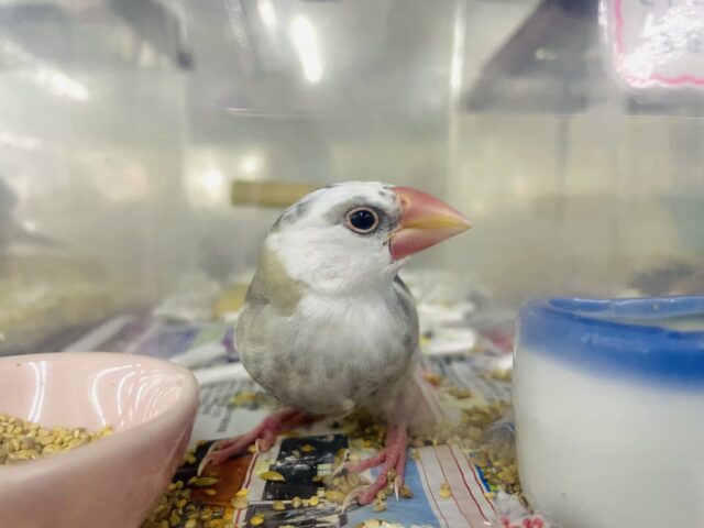 1人餌！最新画像になりますよ‼️色合いが素敵な白文鳥さんですよ💓　白文鳥